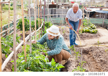 Friendly family weed tomatoes work in the garden 101061071