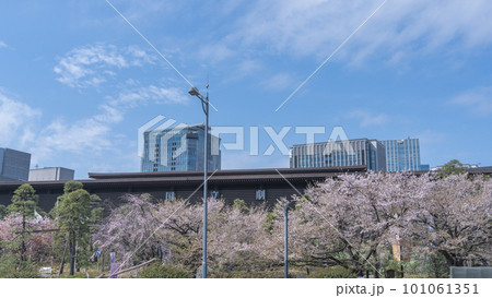【東京都】桜が咲く春の国立劇場 【東京都】桜が咲く春の国立劇場 101061351