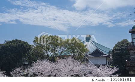 【東京都】春の桜と日本武道館 【東京都】春の桜と日本武道館 101061391