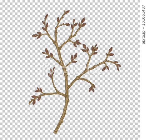 Common hawthorn. Blossoming twig, isolated on transparent background.  Spring botanical illustration. Vintage style. Can be used for design of invitations, cards, labels, stickers. 101061437