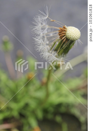 残ったタンポポの綿毛 残ったタンポポの綿毛 101061818