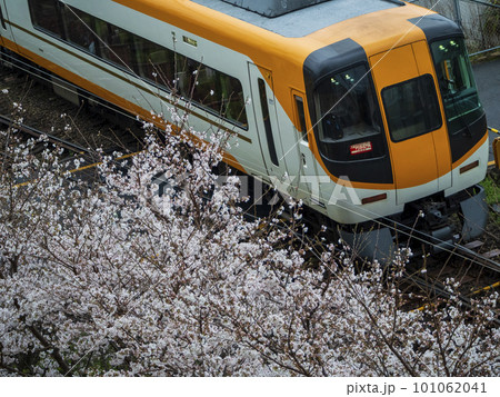 満開の桜と近鉄特急 101062041