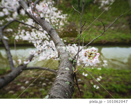 川に向かって咲く桜の花 101062047