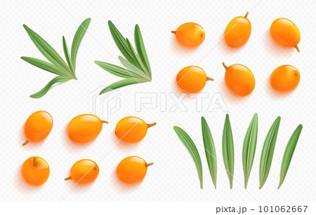 Sea buckthorn elements, leaves and orange berries 101062667
