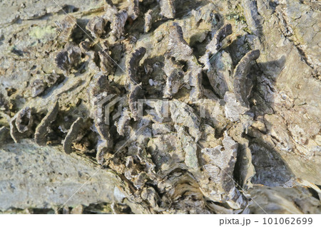 枯れた木の表皮 枯れた木の表皮 101062699