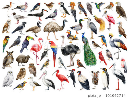 Bird watercolor illustration big set. Hand drawn various birds collection. Birds of the world set. Different avian illustrations. Ostrich, peacock, duck, woodpecker, pelican, eagle, owl element 101062714