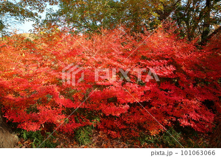 紅葉　ドウダンツツジの葉 101063066
