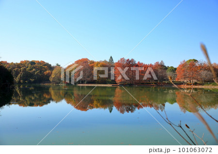 紅葉　ラクウショウの木 101063072
