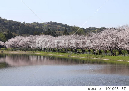 宇土市　春の立岡自然公園 101063187