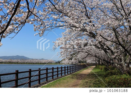 宇土市　立岡自然公園の桜 101063188