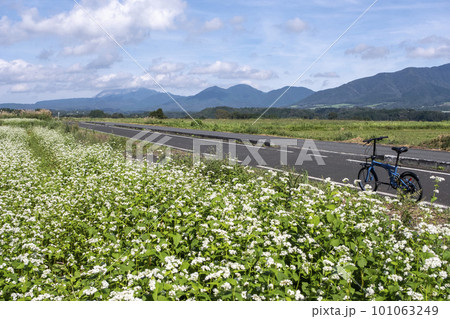 サイクリングコースに咲くソバの花(蒜山高原) サイクリングコースに咲くソバの花(蒜山高原) 101063249