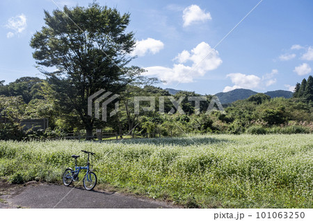 サイクリングコースに咲くソバの花（蒜山高原） 101063250
