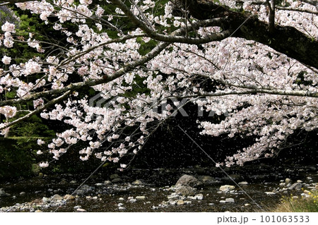 川沿いに咲く満開の桜 101063533
