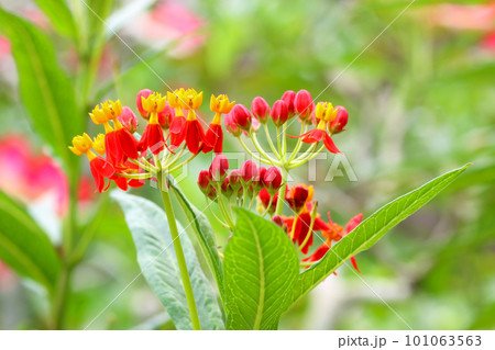 Asclepias curassavica (Bastard ipecacuanha, Blood Flower, Milkweed, Silkweed) Asclepias curassavica (Bastard ipecacuanha, Blood Flower, Milkweed, Silkweed) 101063563