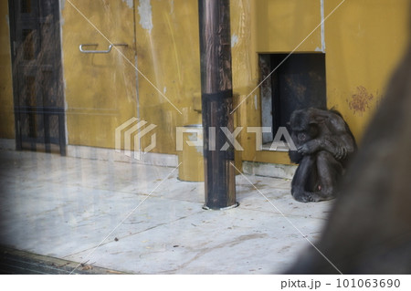 落ち込むチンパンジー 101063690