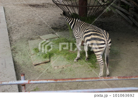 餌を食べる動物園のシマウマ 餌を食べる動物園のシマウマ 101063692
