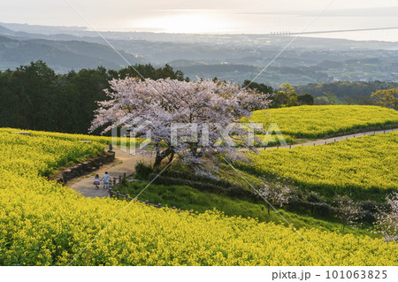白木峰高原の菜の花と満開の桜 白木峰高原の菜の花と満開の桜 101063825