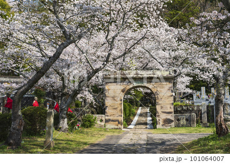 円応寺のアーチ型石門と満開の桜 101064007