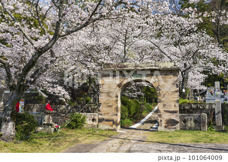 円応寺のアーチ型石門と満開の桜 円応寺のアーチ型石門と満開の桜 101064009