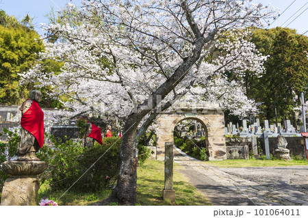 円応寺のアーチ型石門と満開の桜 円応寺のアーチ型石門と満開の桜 101064011
