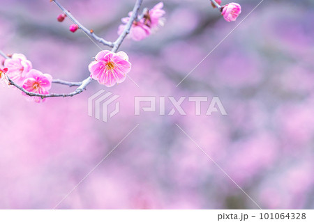春の訪れを告げる梅の花 春の訪れを告げる梅の花 101064328