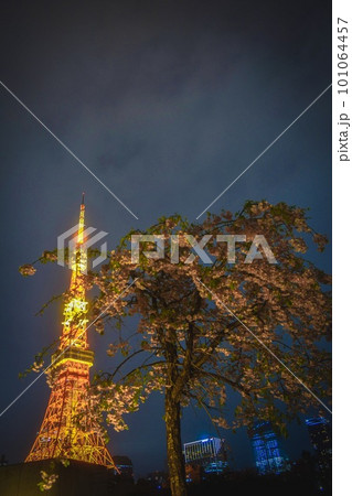 プリンスパークタワー裏の芝生から見た桜と東京タワー プリンスパークタワー裏の芝生から見た桜と東京タワー 101064457