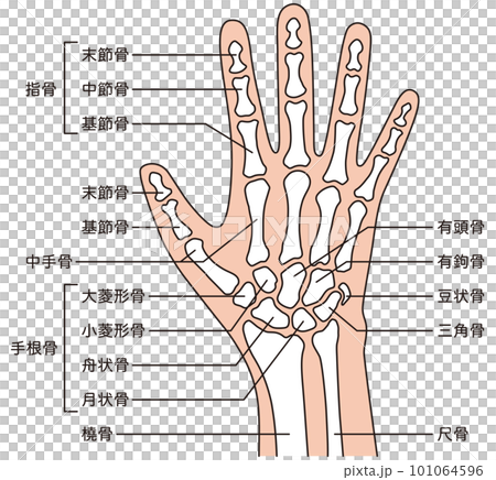手の骨格 医療 ケガ 人体模型 手の骨格 医療 ケガ 人体模型 101064596
