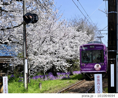 桜並木を行く嵐電 桜並木を行く嵐電 101064694