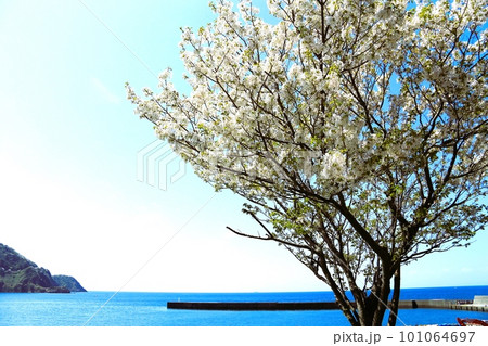 桜咲く、海に浮かぶ木 桜咲く、海に浮かぶ木 101064697