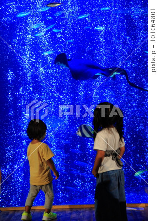 水族館の水槽の前の子供 101064801