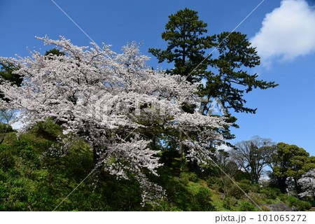 小田原城と桜 101065272