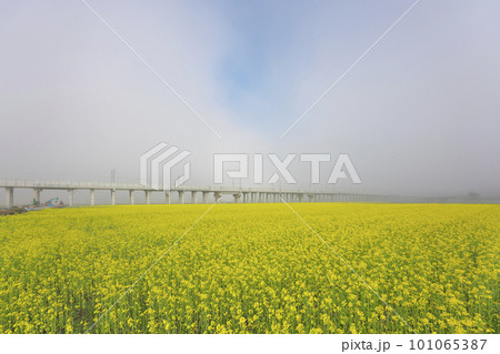 霧むせぶ菜の花畑 101065387