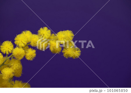 Yellow mimosa flowers in close-up over blue 101065850