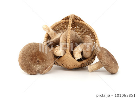 Shiitake mushrooms in wicker basket on white background 101065851