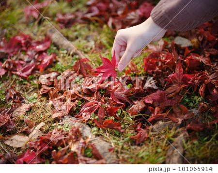 秋の公園で紅葉を拾う若い女性の手 101065914