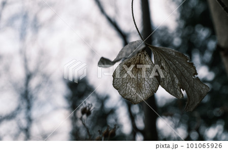 山の中にあった枯れた白い紫陽花の花 山の中にあった枯れた白い紫陽花の花 101065926