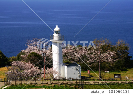 桜咲く、海をバックにした越前岬灯台 水仙ランド 桜咲く、海をバックにした越前岬灯台 水仙ランド 101066152