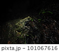 闇夜のオキナワイシカワガエル 闇夜のオキナワイシカワガエル 101067616