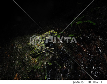 闇夜のオキナワイシカワガエル 101067616