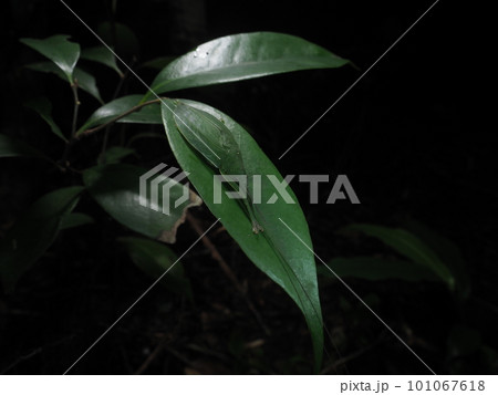 葉隠れの術　クサキリモドキ 101067618