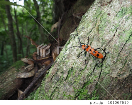 奄美の森の宝石　フェリエベニボシカミキリ 101067619