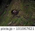 日本最大の甲虫ヤンバルテナガコガネ 日本最大の甲虫ヤンバルテナガコガネ 101067621