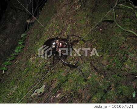 日本最大の甲虫ヤンバルテナガコガネ 日本最大の甲虫ヤンバルテナガコガネ 101067621