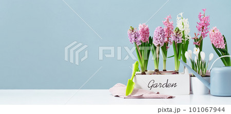 Several pink hyacinth flower plants potted in white crate at home on wooden table. Flowerhead in bloom. Spring morning at home. Mothers Day birthday Easter banner. Thank you. Garden text 101067944