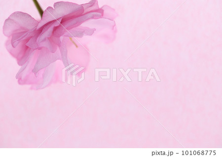 八重桜の背景素材 八重桜の背景素材 101068775