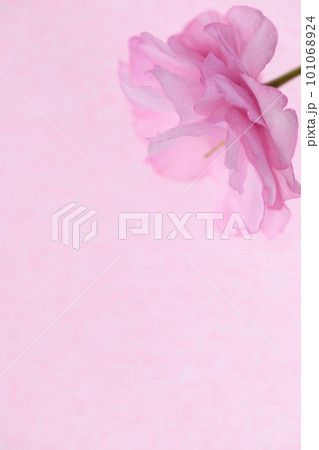 八重桜の背景素材 101068924