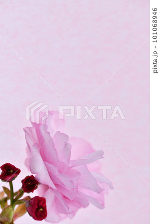 八重桜の背景素材 101068946