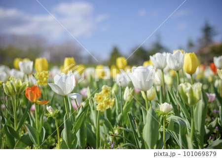 カラフルなチューリップ畑 青空 101069879