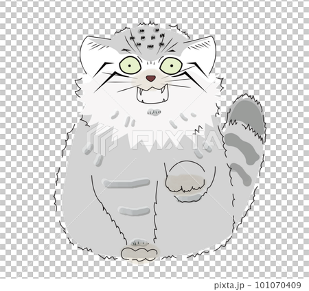 A surprised manul cat facing the front and raising its front legs A surprised manul cat facing the front and raising its front legs 101070409