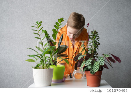 A cute boy is studying indoor green plants, caring for flowers. A cute boy is studying indoor green plants, caring for flowers. 101070495